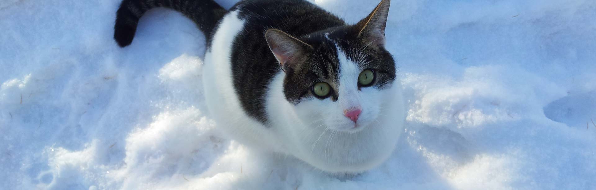 Bild Katze im Winter